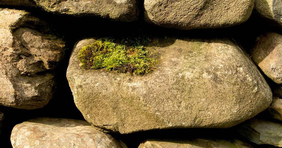 Moss growing on a dry stone wall