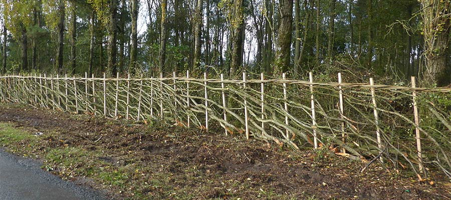 A newly laid hedge