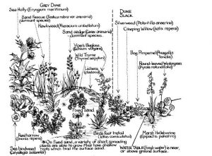 Succession on a typical dune system