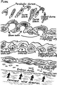Dune system development
