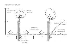 The worst way to plant