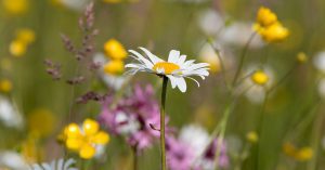 Ox eye daisy in a summer meadow