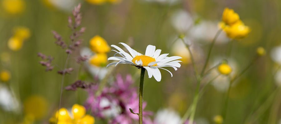 Ox eye daisy in a summer meadow