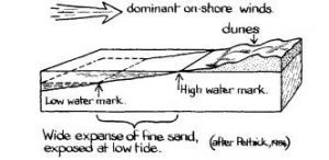 Sand dune formation