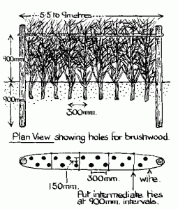 Post and wire fencing with brushwood
