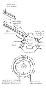 Sections through branch showing how pleachers survive