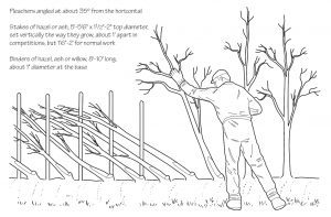 A hedge being laid