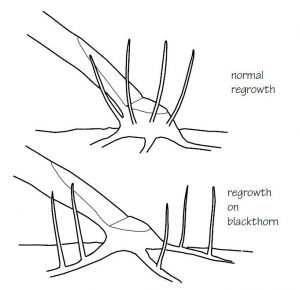 Regrowth following cutting