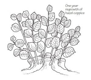 One year regrowth on hazel coppice
