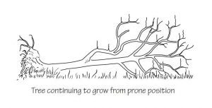 Tree continuing to grow from prone position