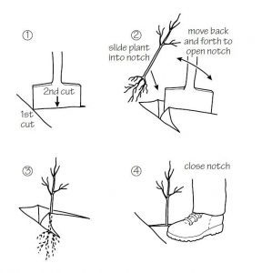 Notch planting with two cuts