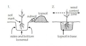 Pit planting