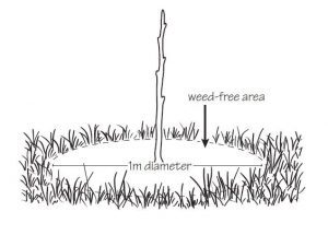 Minimum weed free area