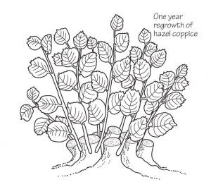 One year regrowth of hazel coppice