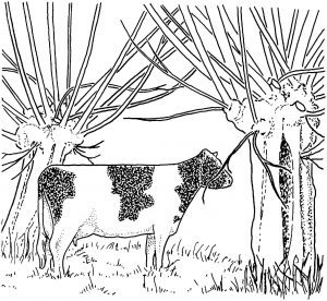 Wood pasture