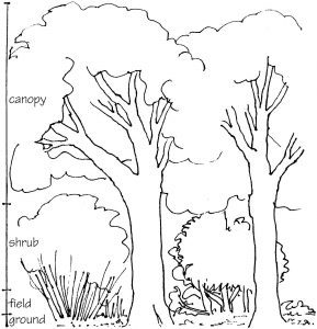 Woodland structure