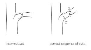 Pruning a larger branch