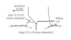 Felling larger trees