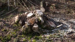 A freshly coppiced hazel stool