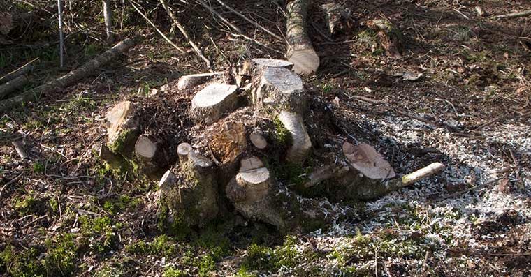 A freshly coppiced hazel stool