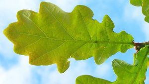 An oak leaf against a blue sky