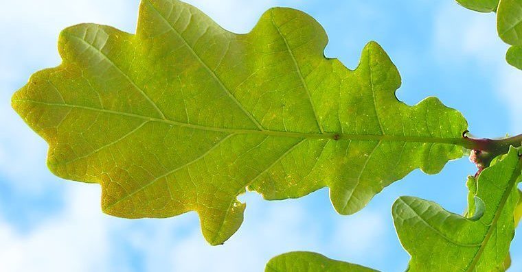 An oak leaf against a blue sky