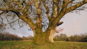 Large old oak tree