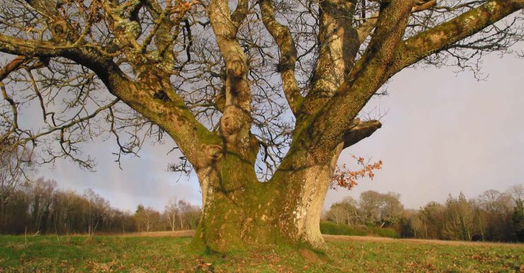 Large old oak tree