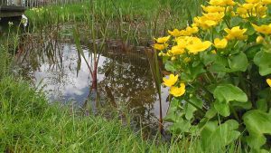 An urban pond