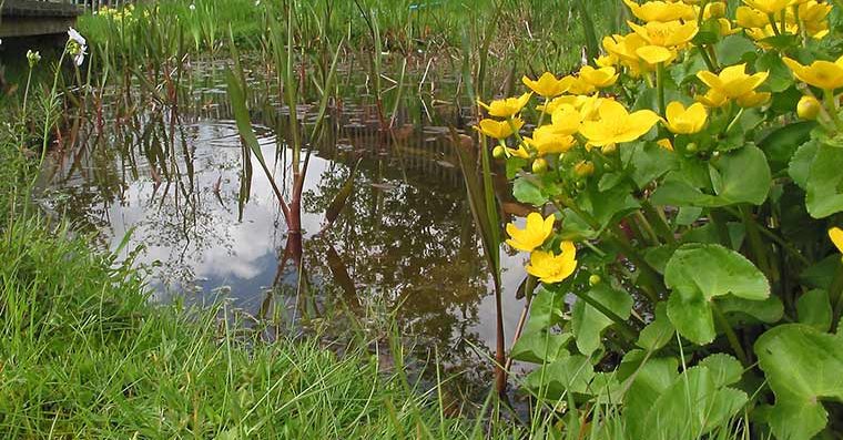 An urban pond