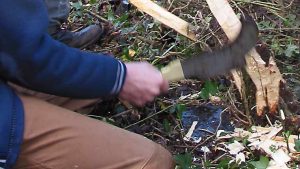 Cutting a pleacher with a billhook