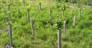 A newly planted woodland after about one year