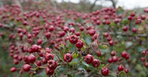 Hawthorn berries on a hedge in October