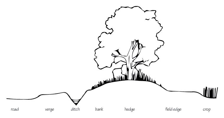 A cross section of a typical hedgerow