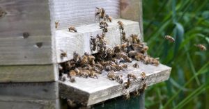 Bees entering a bee hive