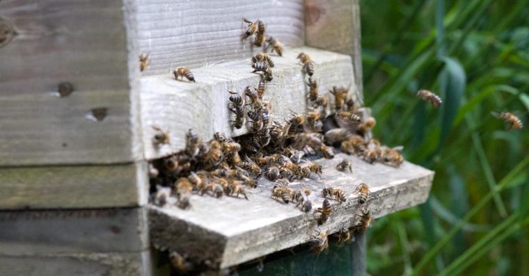 Bees entering a bee hive