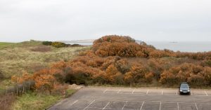 Sea buckthorn covering a sand dune in Northern Ireland