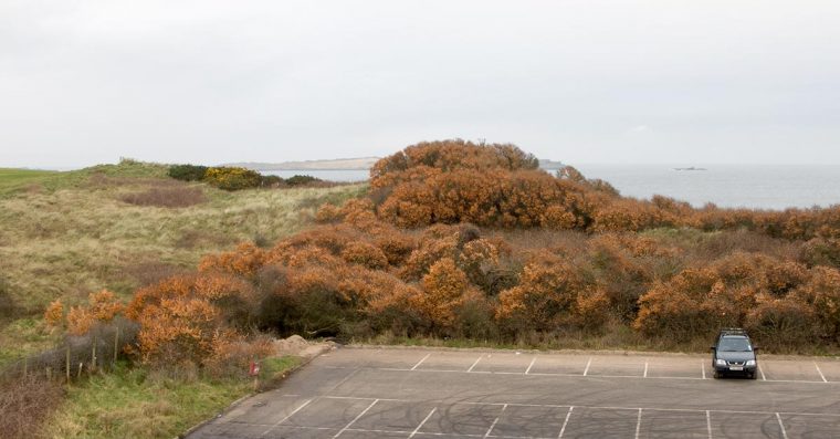 Sea buckthorn covering a sand dune in Northern Ireland