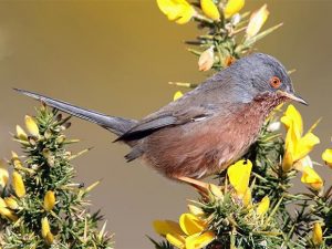 Dartford Warbler