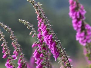 Foxglove - Digitalis purpurea