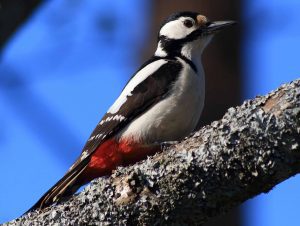 Greater Spotted Woodpecker