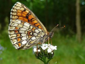 A heath fritillary butterfly on a flower