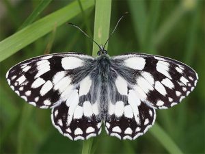 Marbled White butterfly