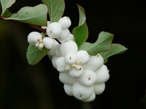 Snowberry fruits