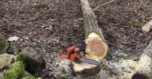 A felled tree with a chainsaw sitting on the stump