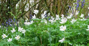 Wood anemone and bluebell in hazel woodland