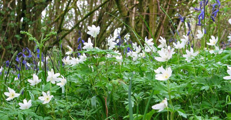 Wood anemone and bluebell in hazel woodland