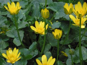 Lesser celandine flowers