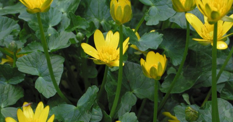 Lesser celandine flowers