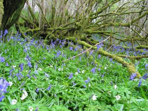 Bluebells in hazel woodland